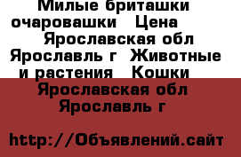 Милые бриташки  очаровашки › Цена ­ 2 500 - Ярославская обл., Ярославль г. Животные и растения » Кошки   . Ярославская обл.,Ярославль г.